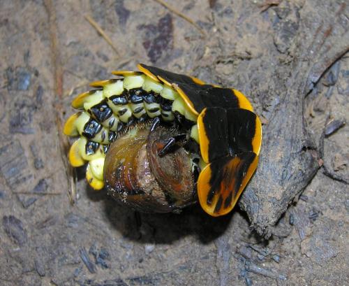 Lamprigera tenebrosa